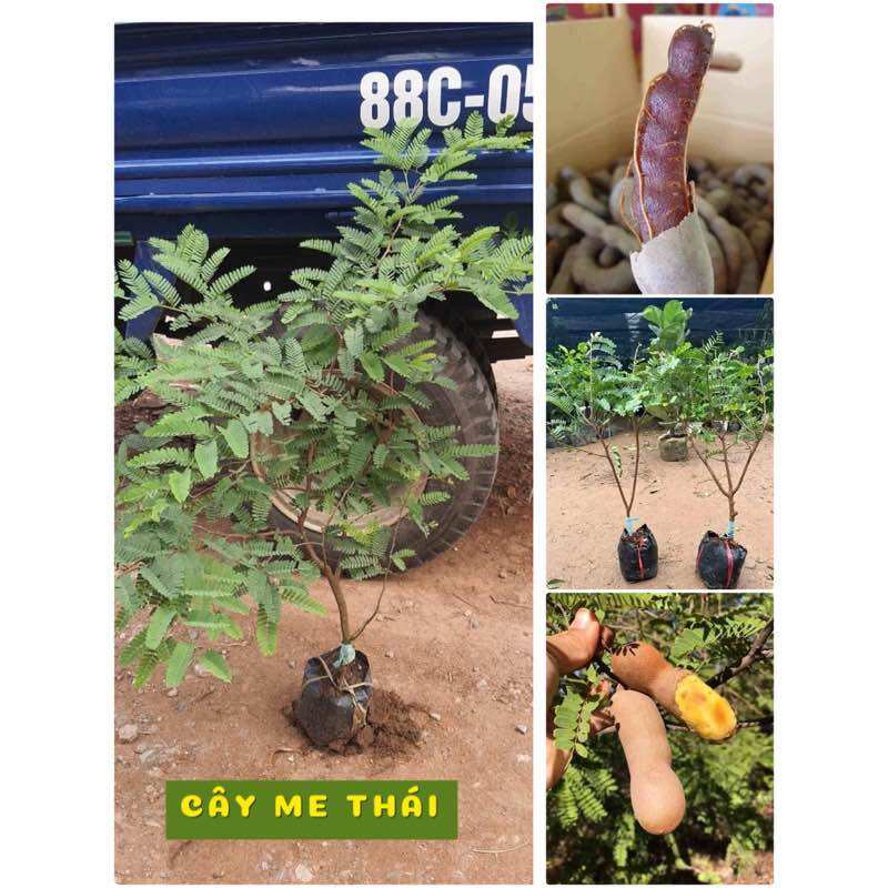 ☘️ cây giống ☘️ cây me thái giống cao 1mét2 siêu trái quả ngọt sai dễ trồng