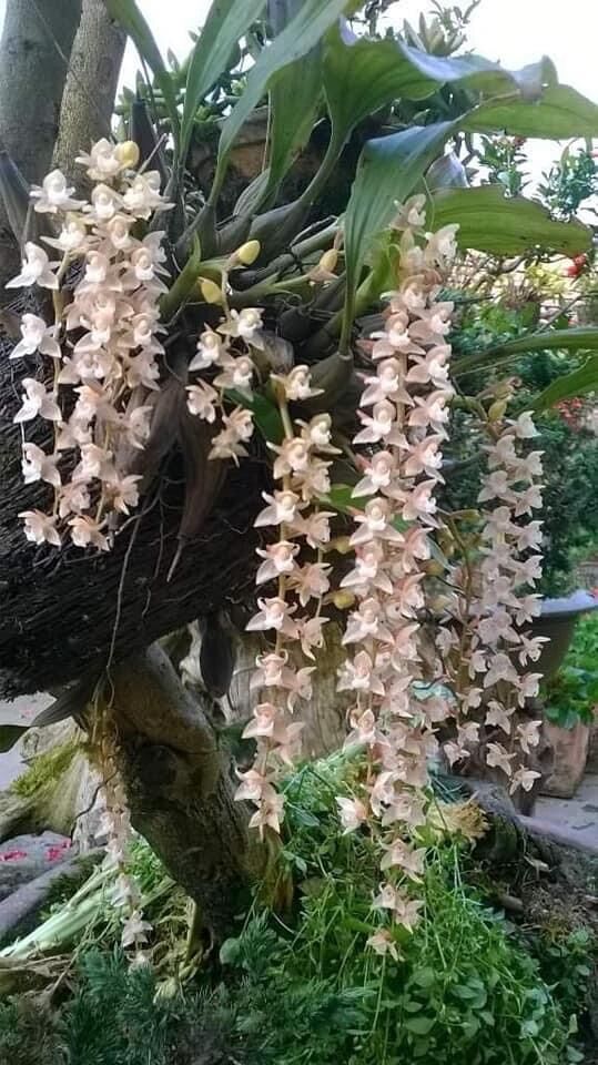 Hoa Lan tục đoạn đuôi phượng