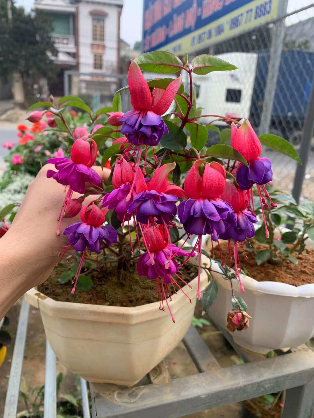Cây hoa lồng đèn búp bê 2 màu như ảnh cao 30-50cm