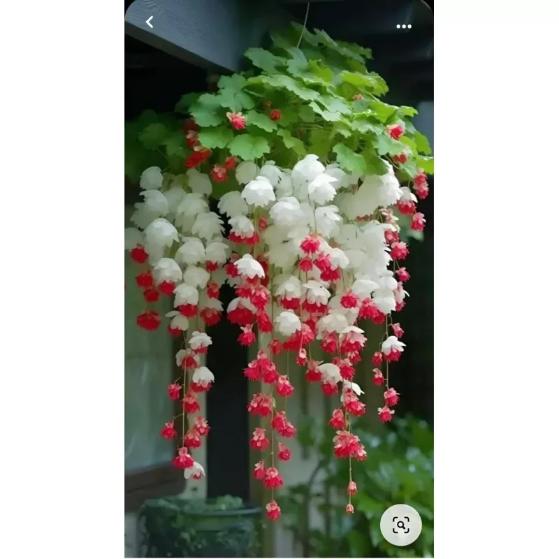 Hạt giống hoa chuông gió 1 gói đủ màu
