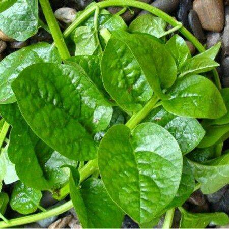 Hạt giống rau mồng tơi - gói 20gr