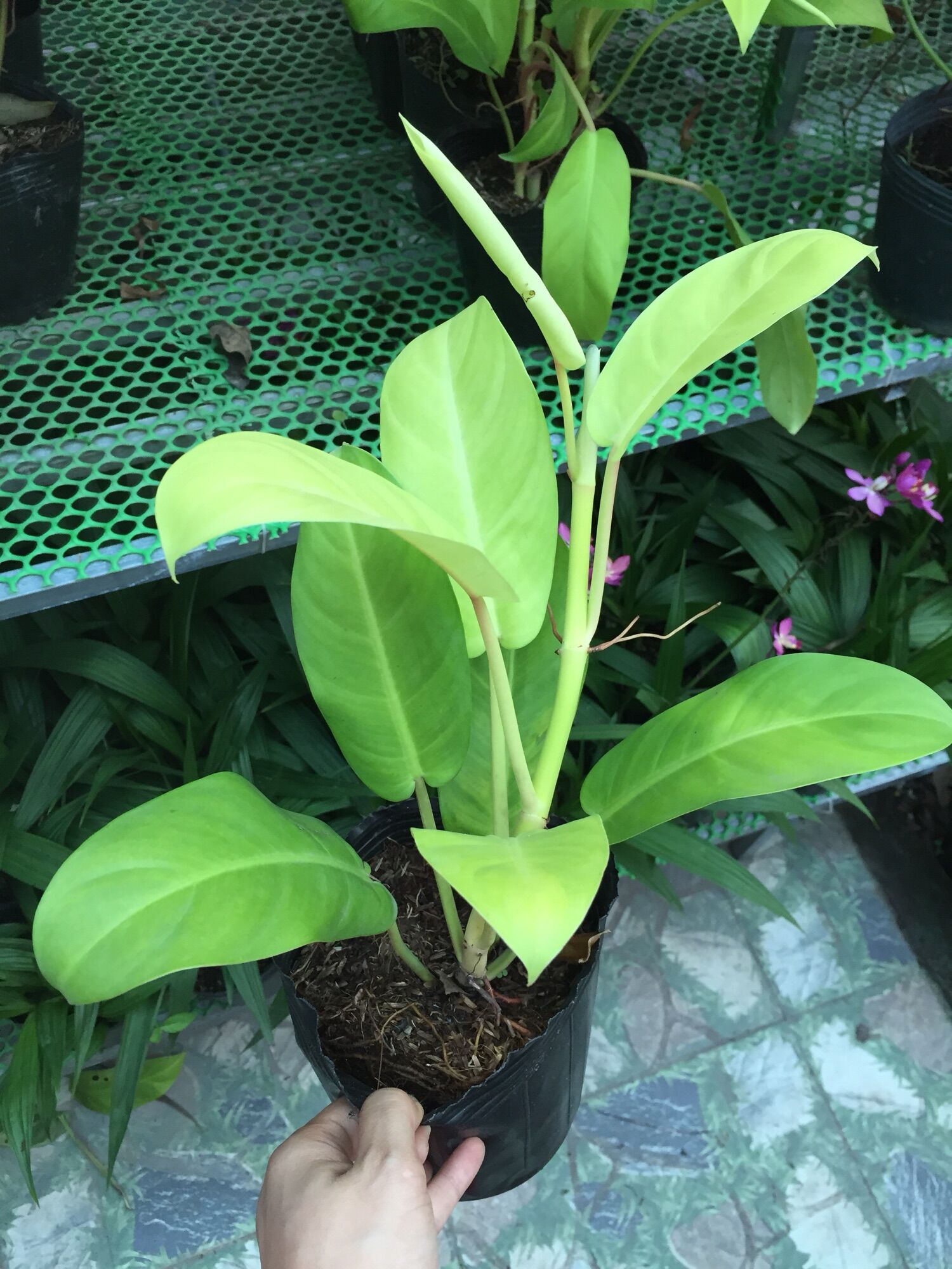Cây trầu bà trụ vàng