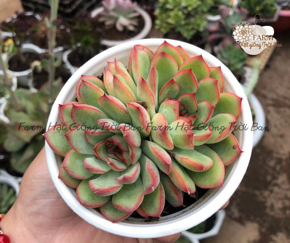Sen đá viền lửa size 10cm 🍓 xuất xứ đà lạt 🍓🐛đã thuần khí hậu 🐛