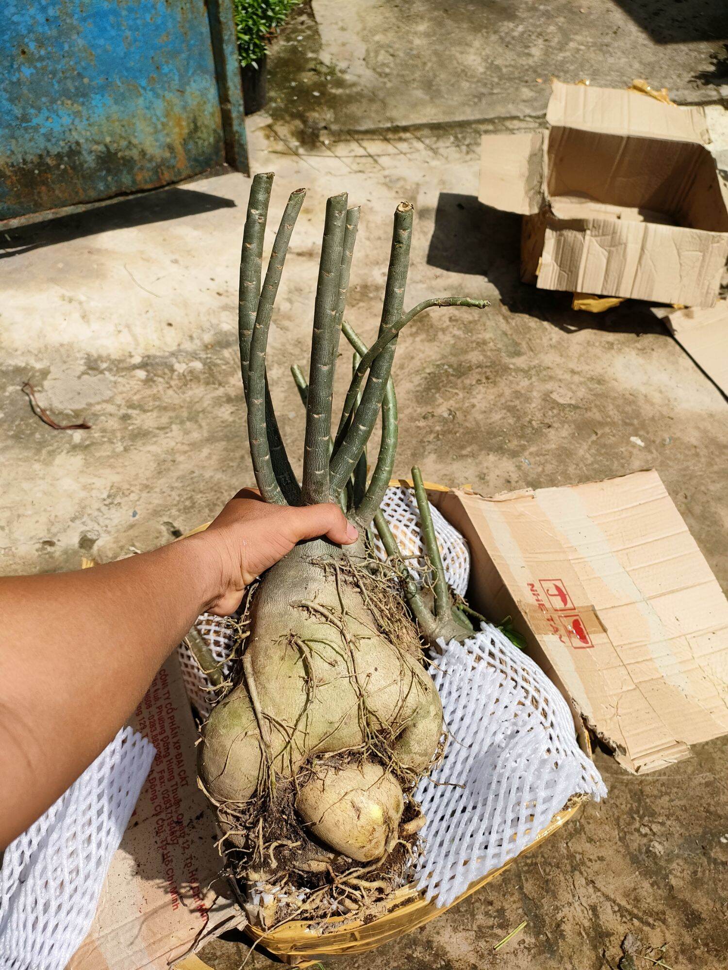 Củ hoa sứ thái