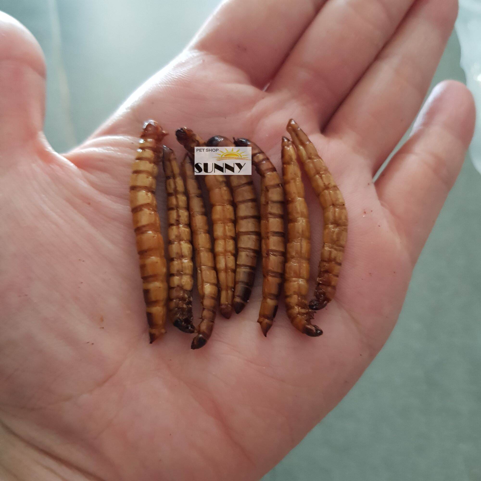 Sâu size đại superworm sấy gói 25g