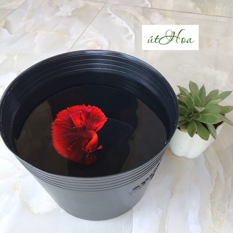 Chậu Nhựa Đen C9 Bít Lỗ (22X17Cm) Trồng Sen, Tách Form Cá Betta