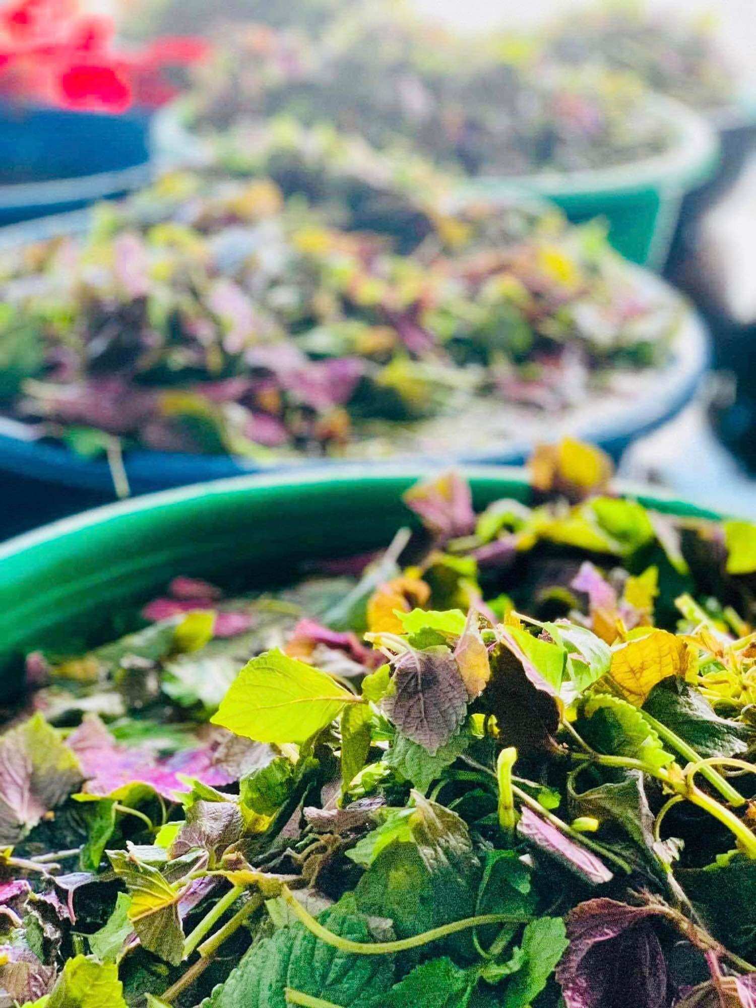 Bột lá tía tô sấy lạnh
