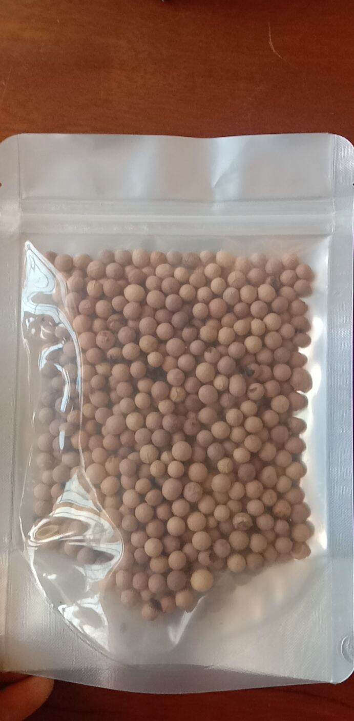 100 gram hạt giống đàn hương trắng ấn độ