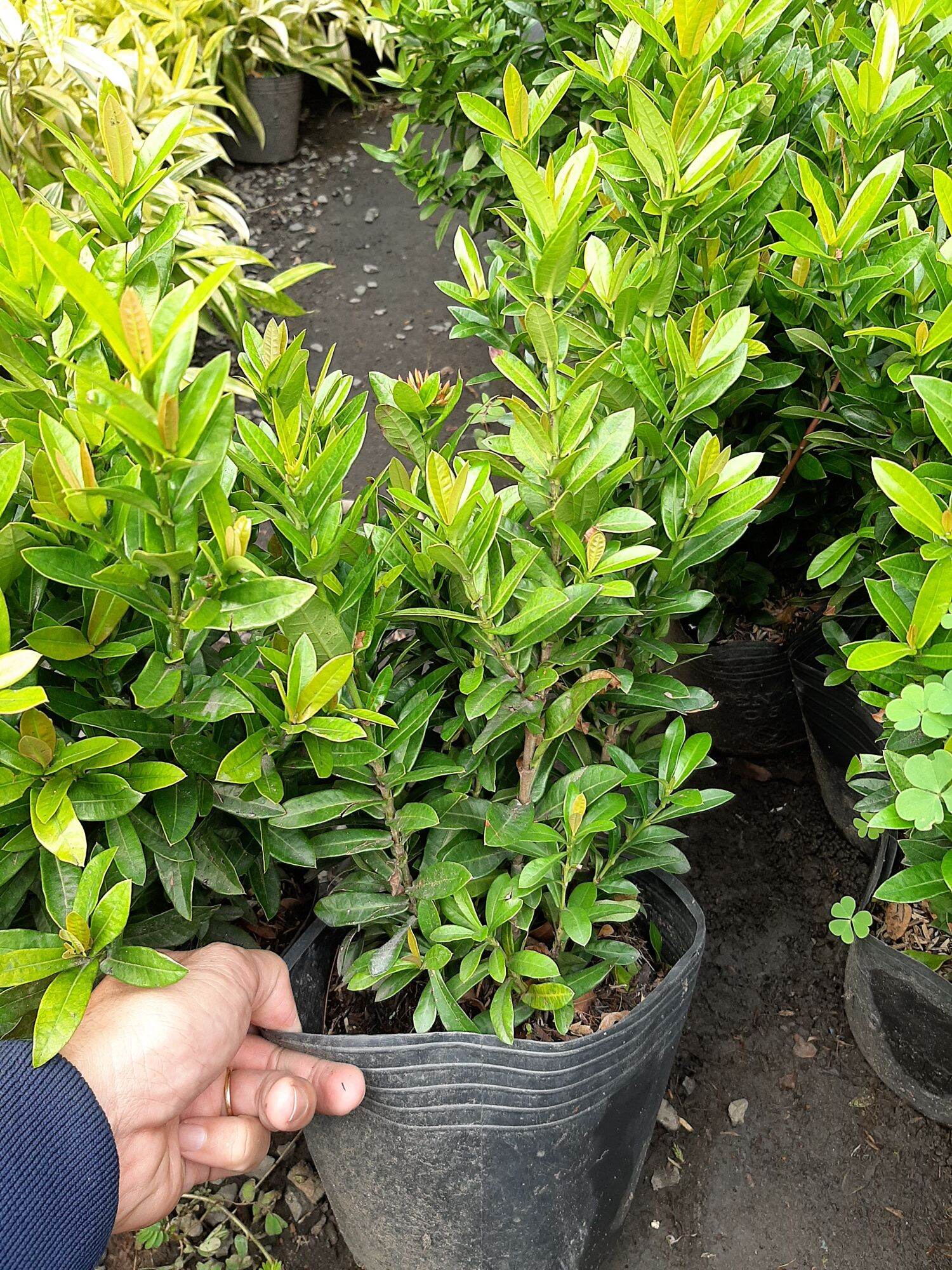 cây trang đỏ (mẫu đơn) lá nhỏ dáng thiên nhiên