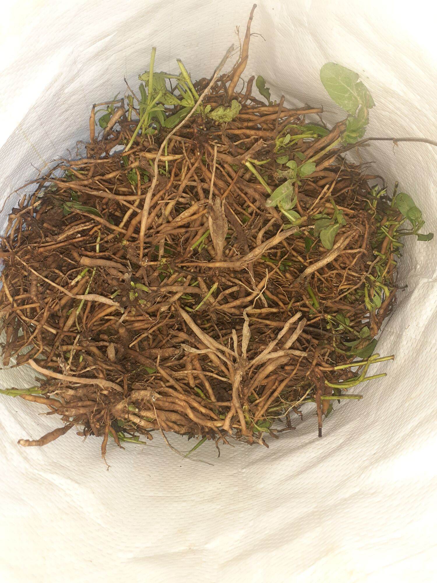 3kg Củ Sâm đất tươi mọc tự nhiên vùng núi Đá Bàn, Ninh Sơn, Ninh Hòa, Khánh Hòa