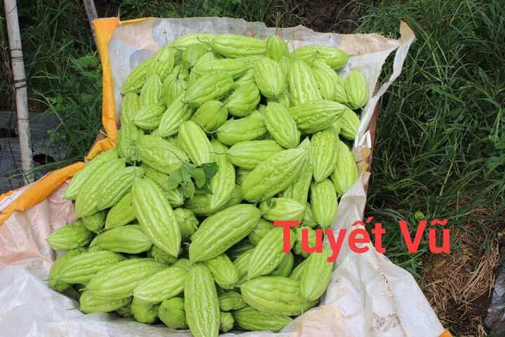Hạt giống khổ qua