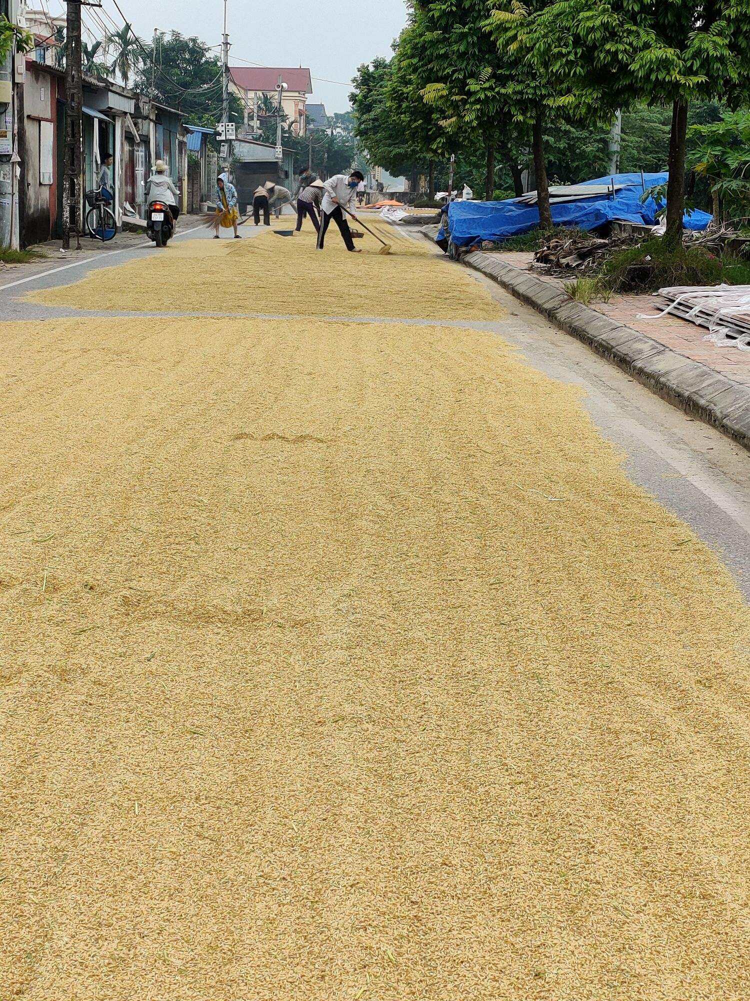 thóc (lúa) sạch đã phơi khô  cho Gà, Ngan, Vịt, Chim Câu, Chim cu [1kg]