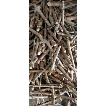 10 cây chè khổng lồ