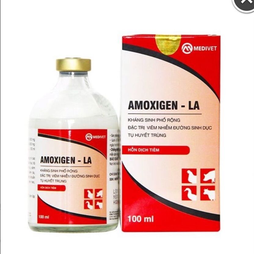 Amox genta 100ml ks phổ rộng