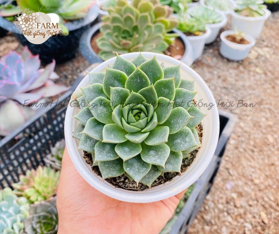 SEN ĐÁ RANDOM SIZE TRUNG BÌNH “HẠT DẺ’’ 9-12CM (1 CÂY)🏺MUA NHIỀU CHỌN KHÁC LOẠI (TỐI ĐA 5 LOẠI) 🌈