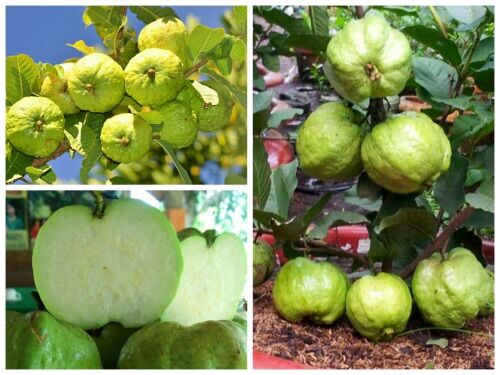 Cây ổi nữ hoàng, không hạt - chuẩn F1