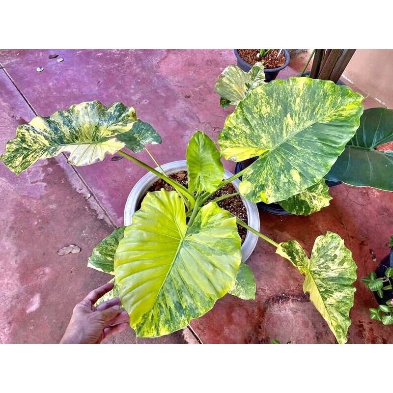 Chậu cây ráy var vàng size lớn lá 25/ 30 cm