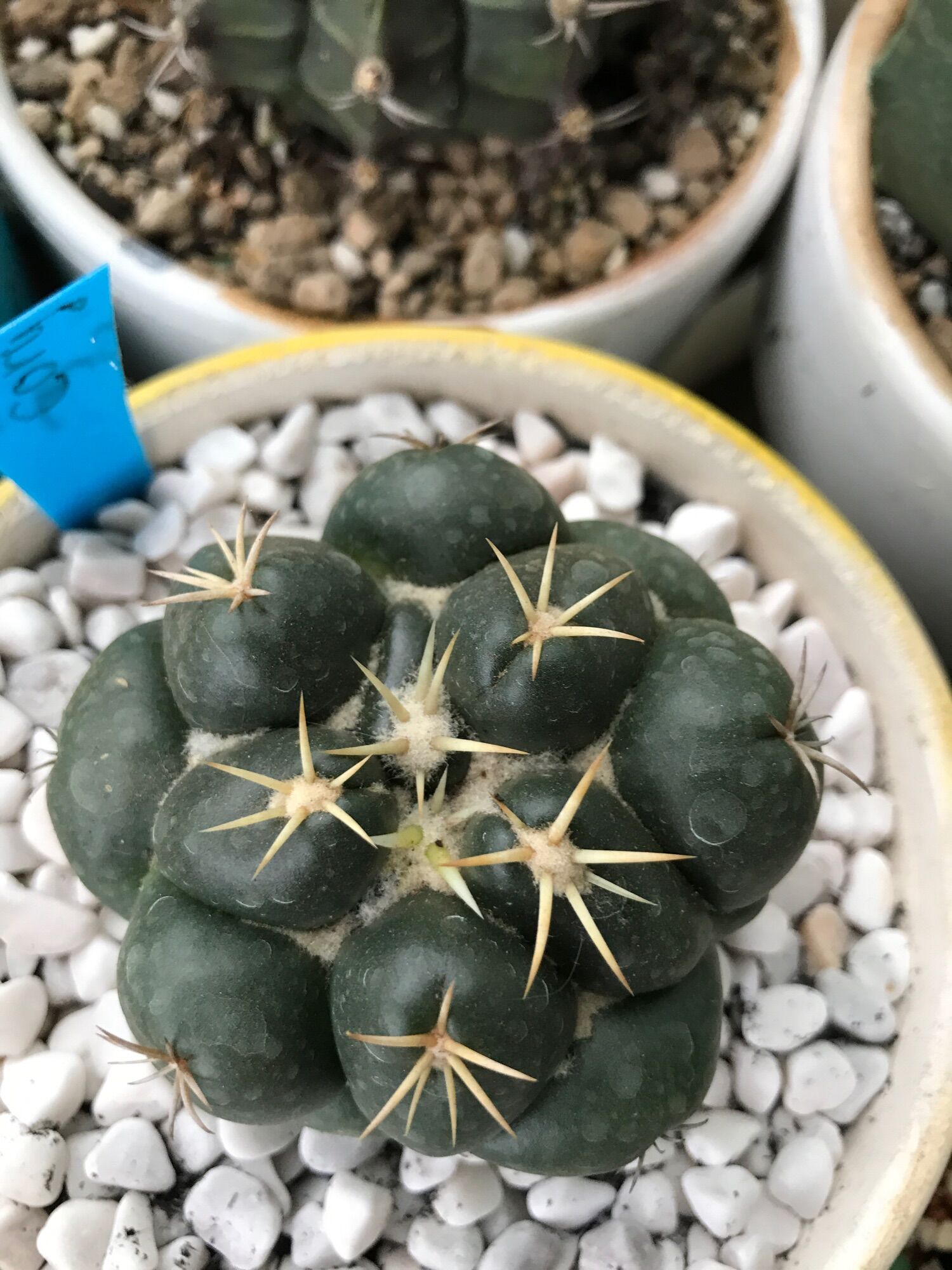 Xương rồng Cory size 3-4cm rễ củ