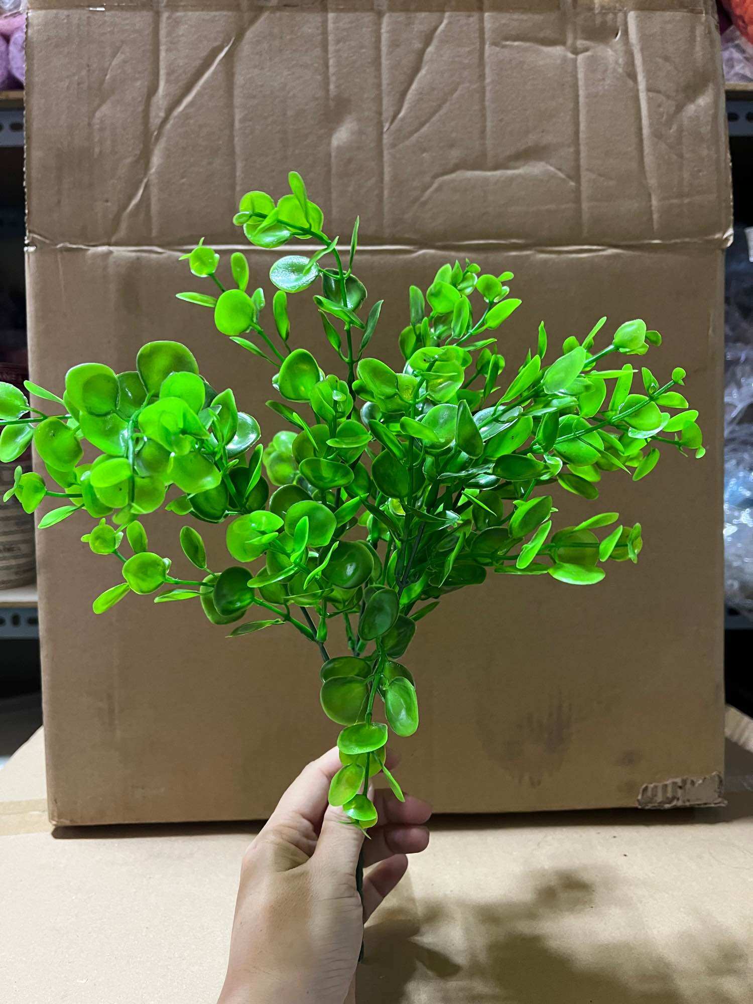 100g cỏ điểm tai chuột