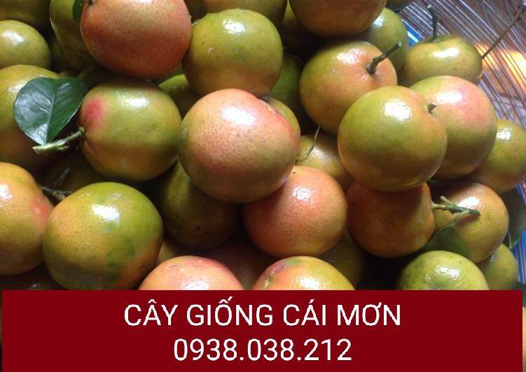 CÂY GIỐNG CHANH ĐÀO CHIẾT CÀNH ( CHUẨN F1)