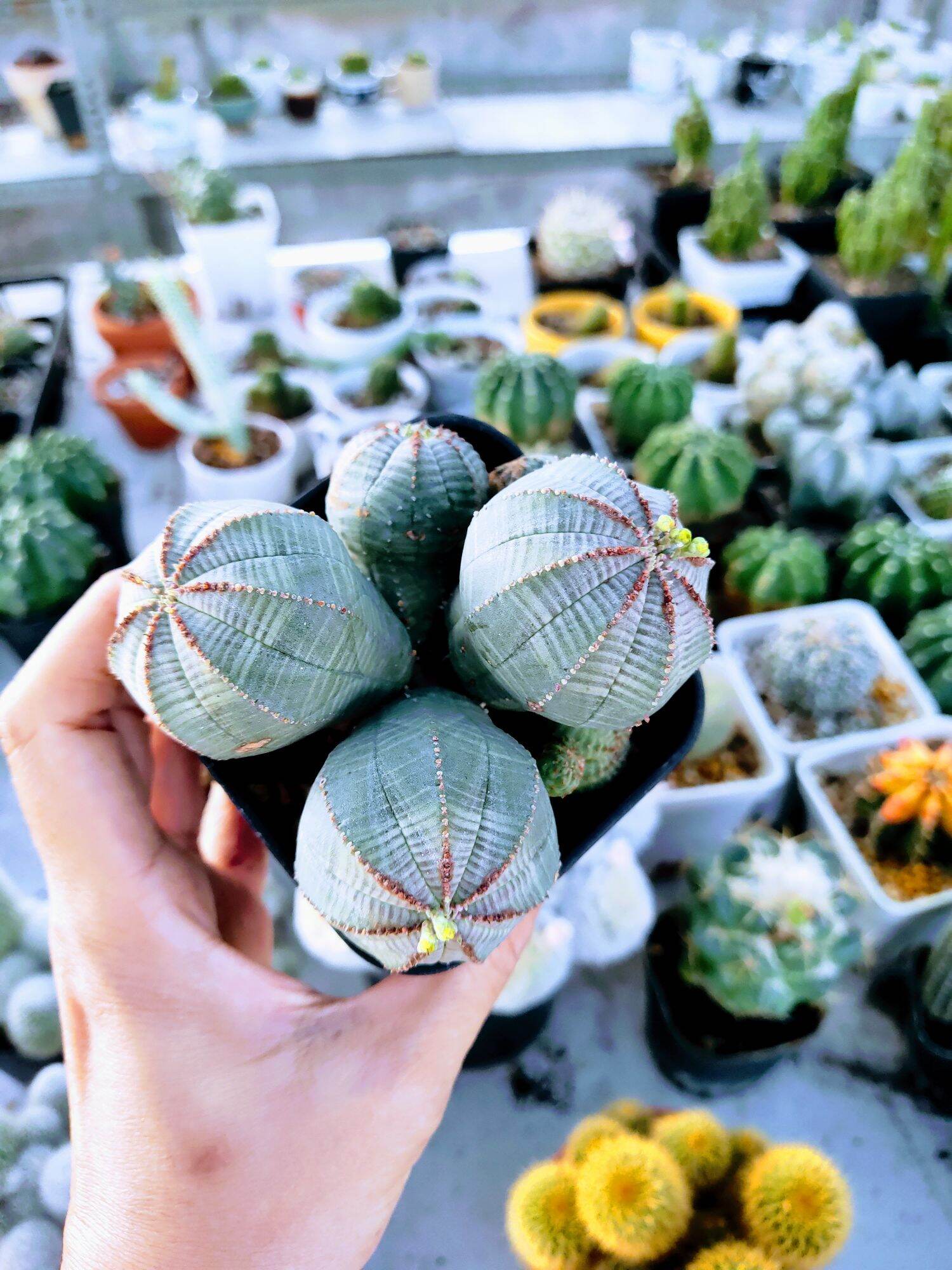 Xương rồng obesa bụi