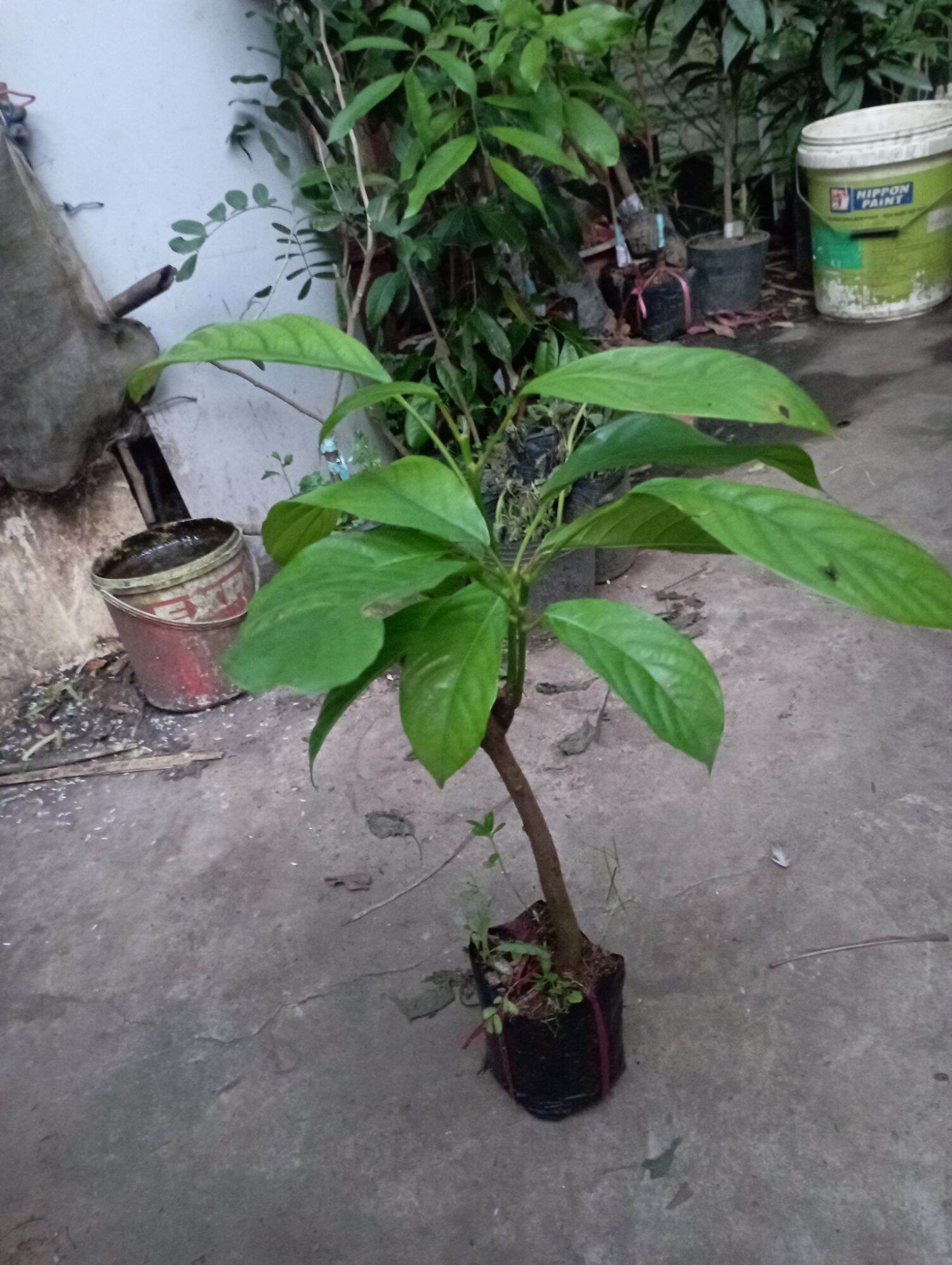 cây giống dâu xanh gia bảo