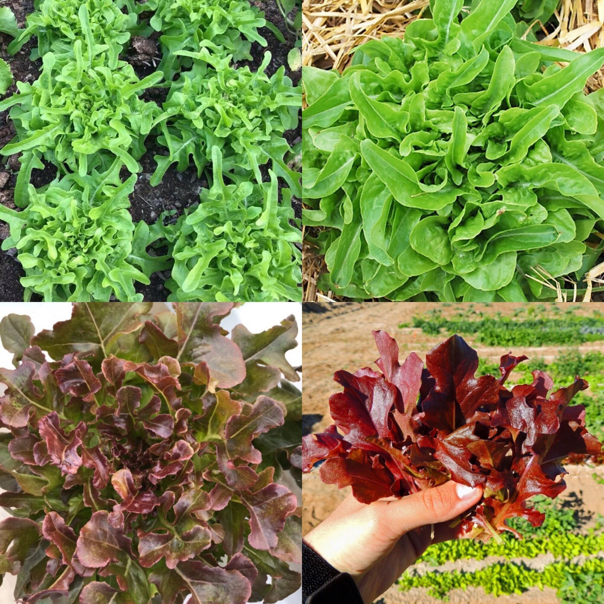 Hạt giống tách 100 hạt xà lách oakleaf xanh đỏ xà lách sồi