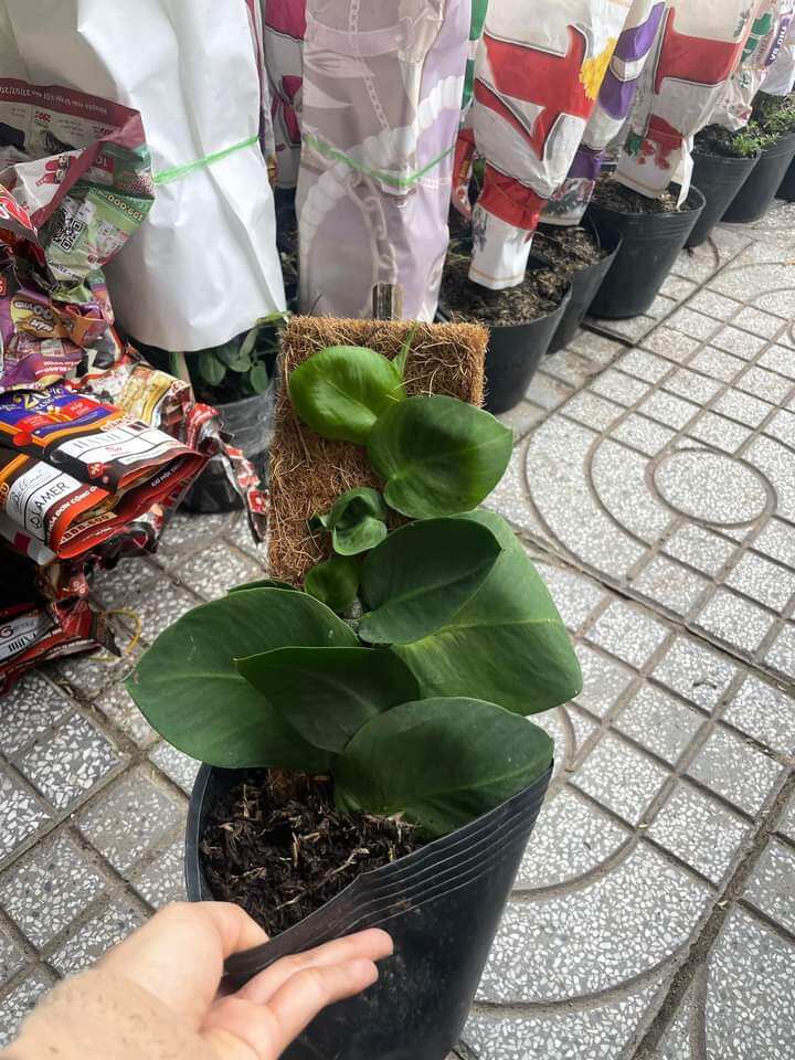 Cây dây leo tường kắt Kè