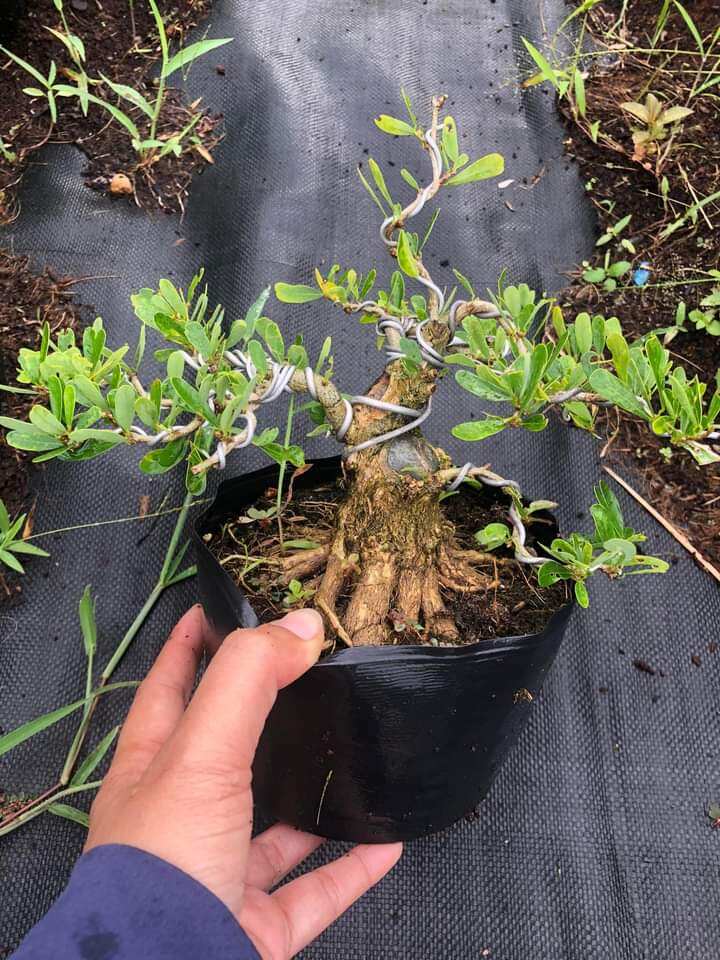 Linh sam siêu bông bon sai lùn lực