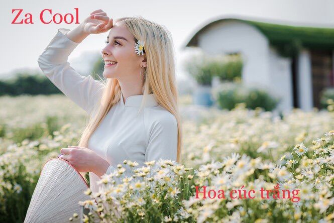 Bột thanh nhiệt Za Cool 3 vị (Sản phẩm xuất khẩu)