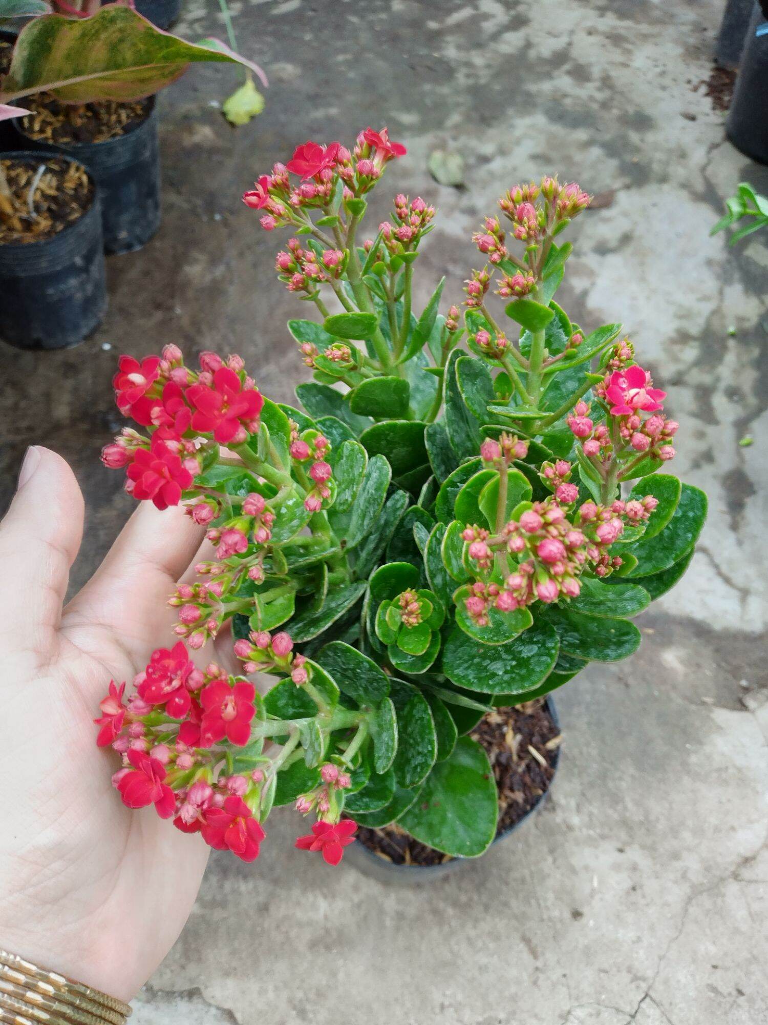 Cây hoa Sống đời kép siêu hoa
