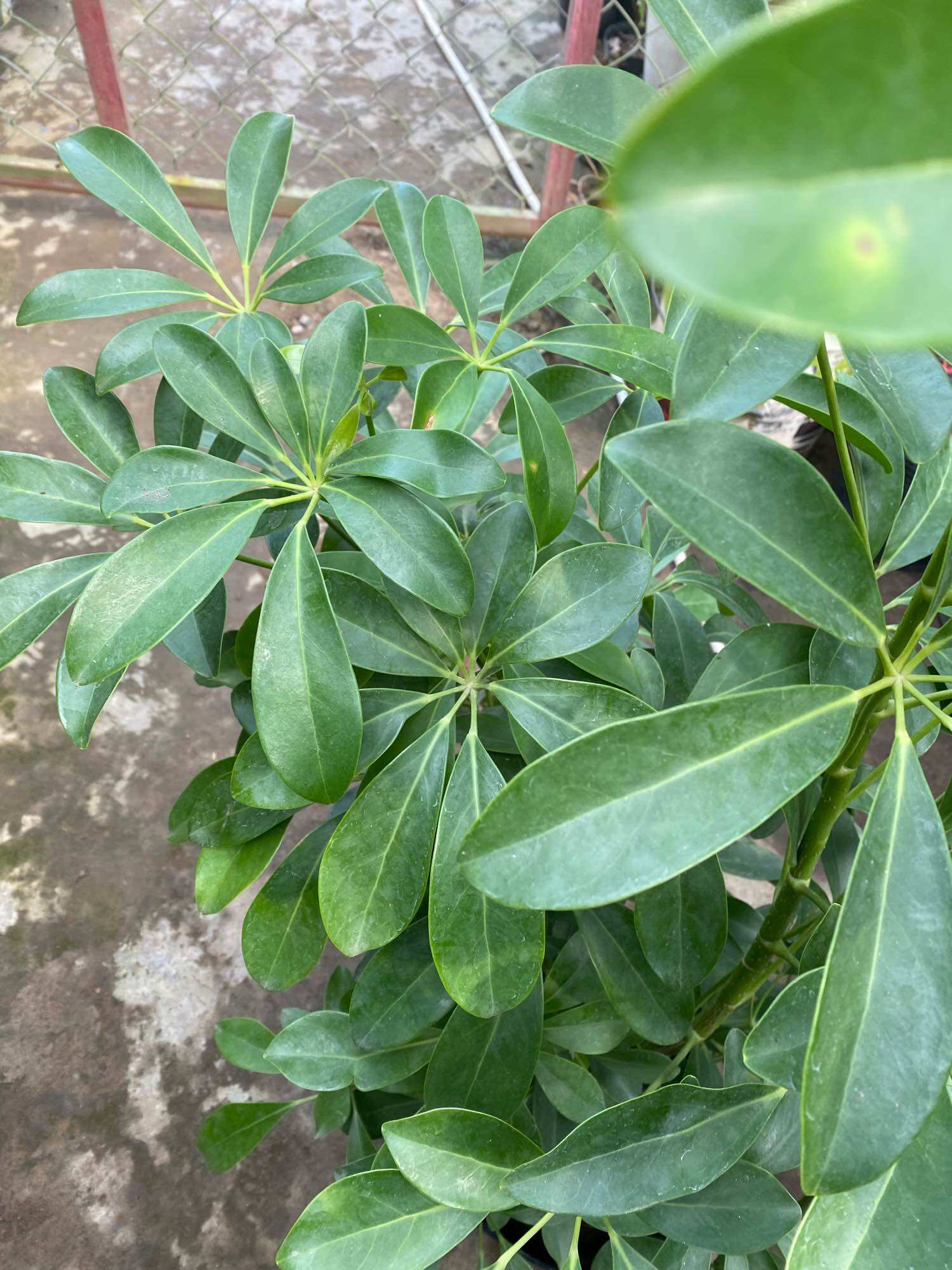 Chậu ngũ gia bì lớn