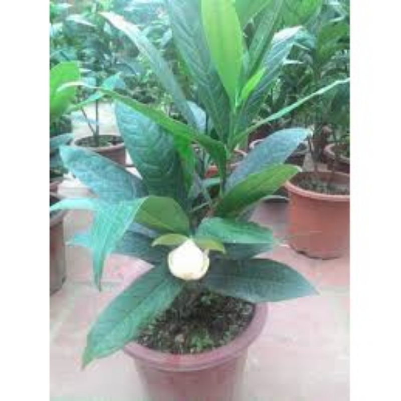Cây hoa dạ hợp hương đang nụ hoa
