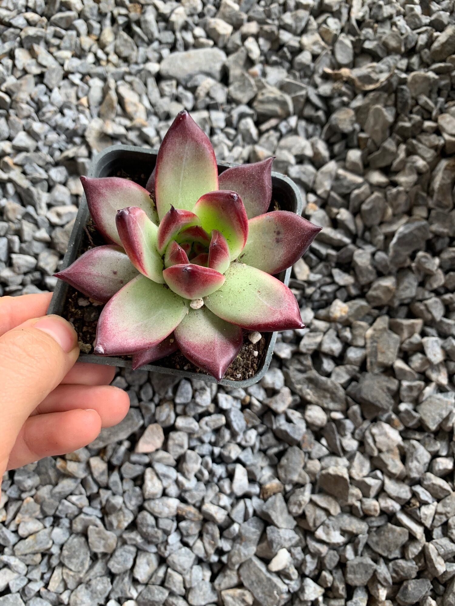 Đế vương. Sen đá đế vương