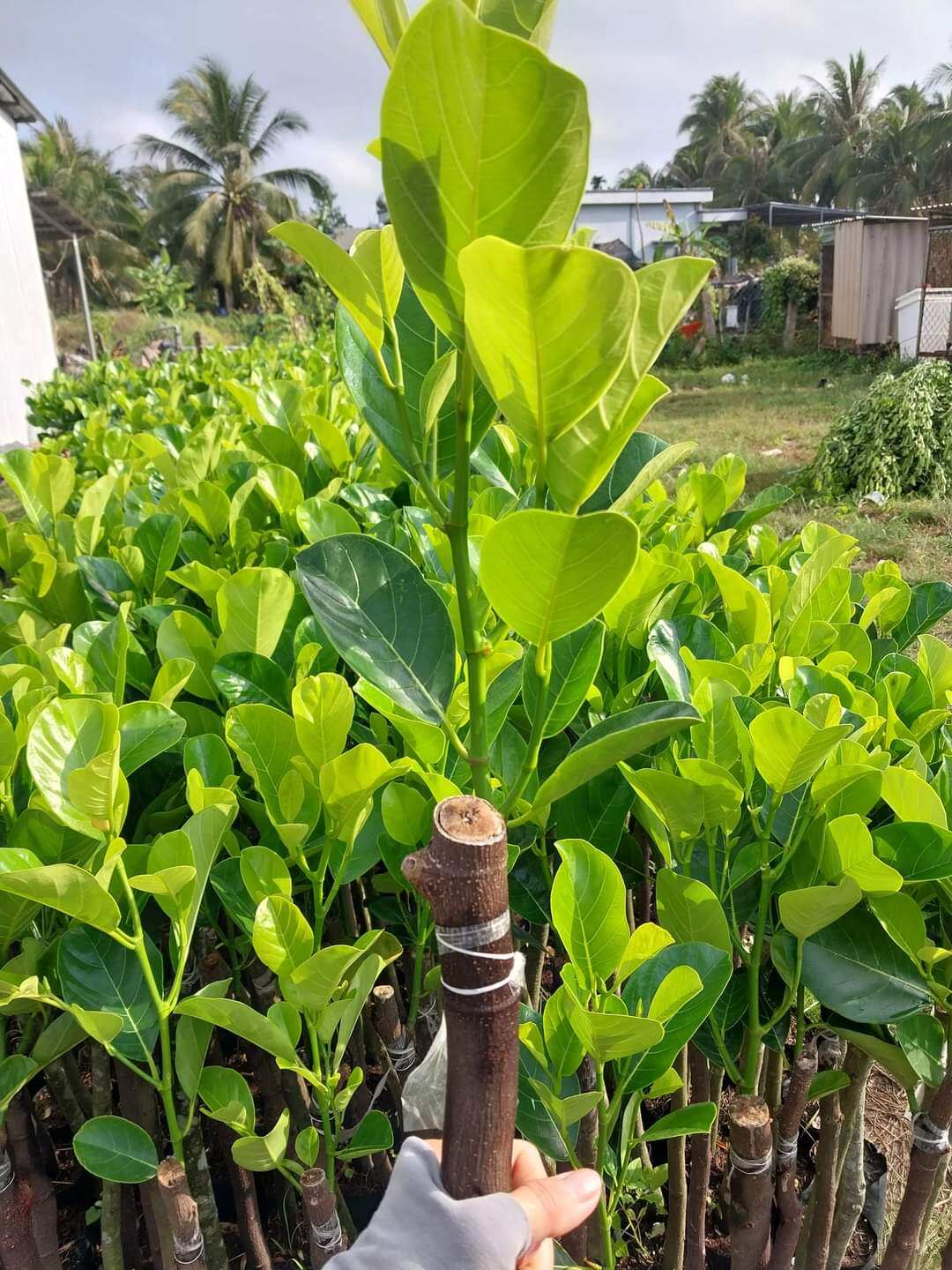 CÂY MÍT NGHỆ MAU TRÁI. CÂY CAO