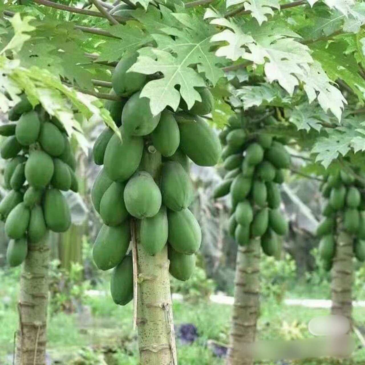 túi 20 Hạt Giống Đu Đủ Siêu Lùn trồng quanh năm