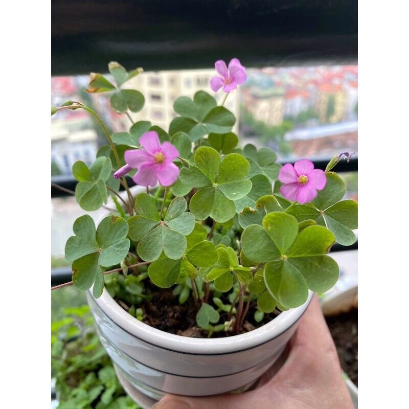 Cỏ 3 lá