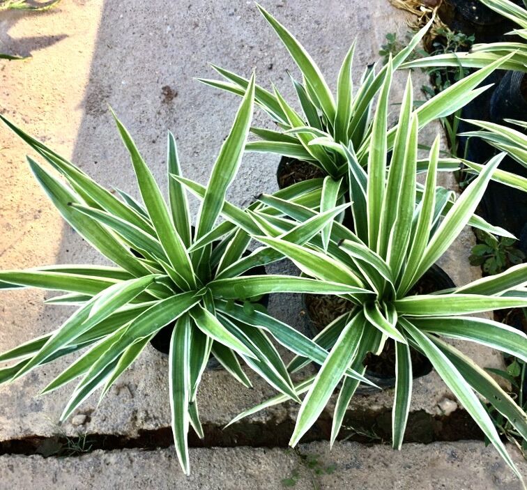 Chậu cỏ lan chi ,Cỏ nhện làm cảnh