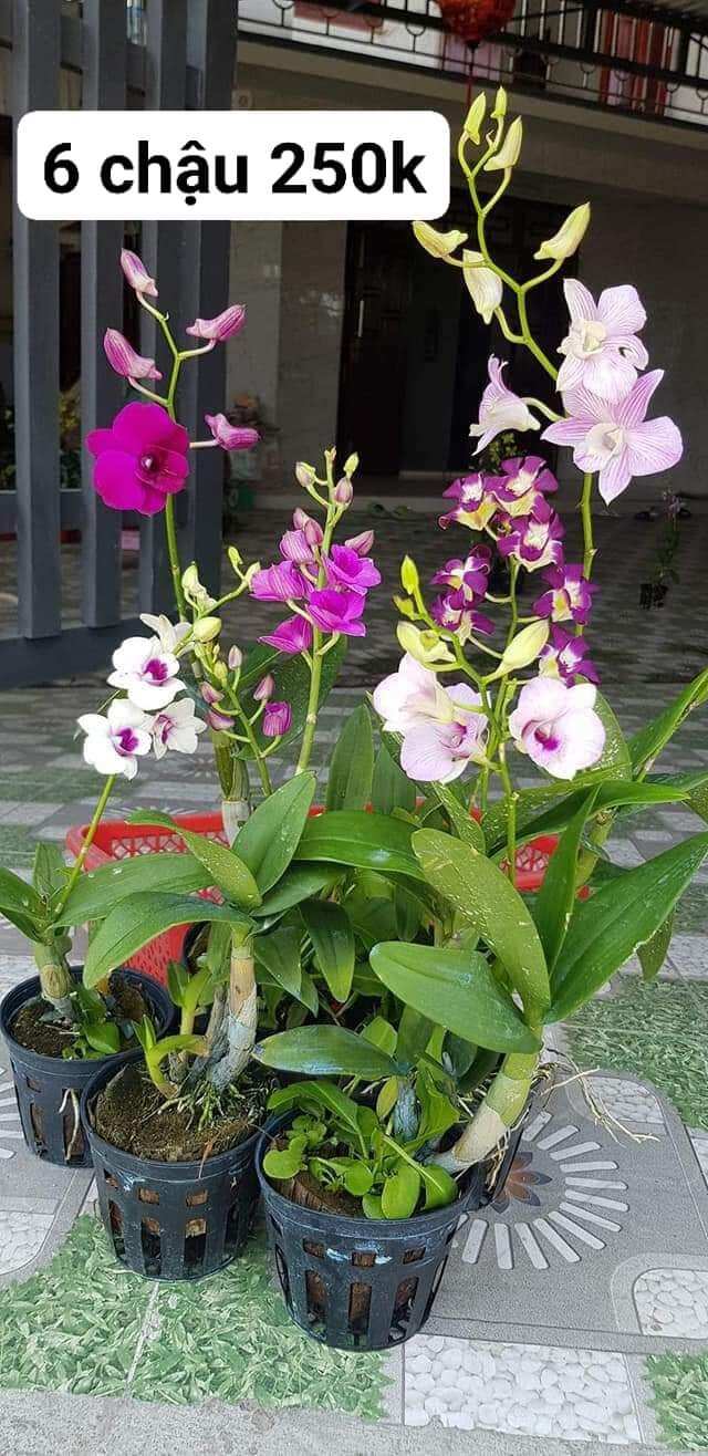 Lan dendro đang nụ và hoa . combo 6 chậu 6 màu