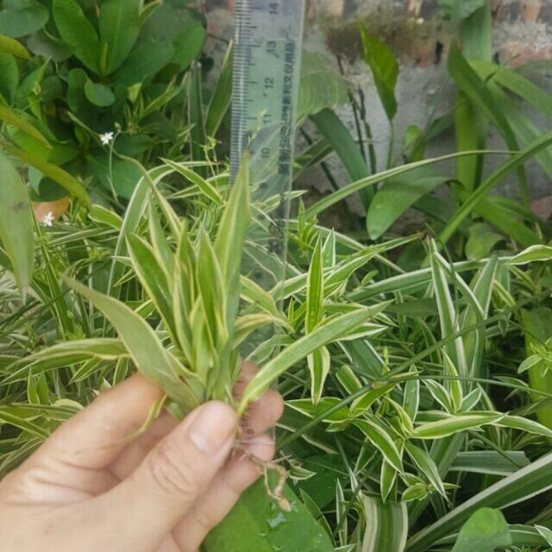 Cây cỏ nhện -rễ trần