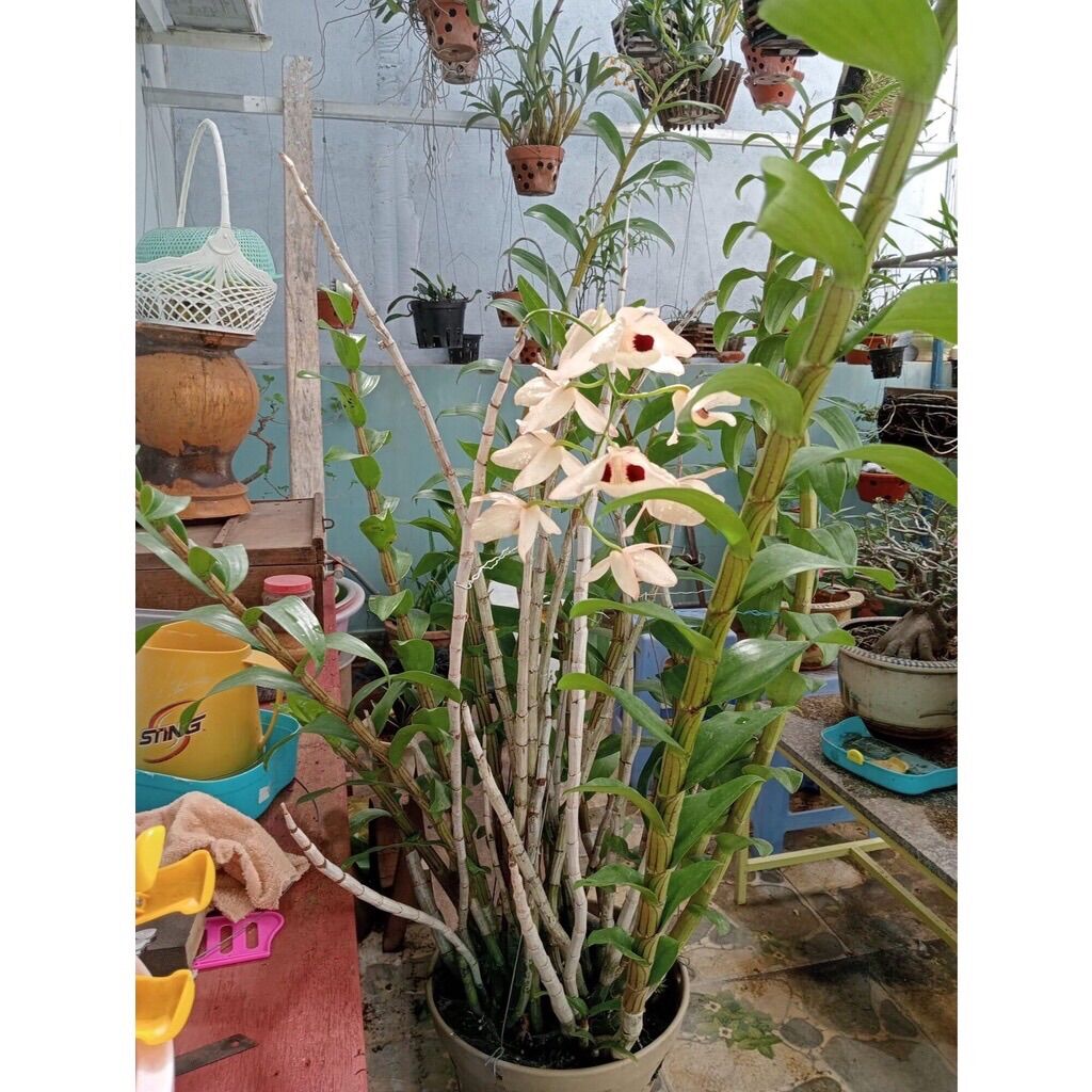 Hoa Lan Hoàng Thảo Thái Bình(khóm 50cm trở lên)