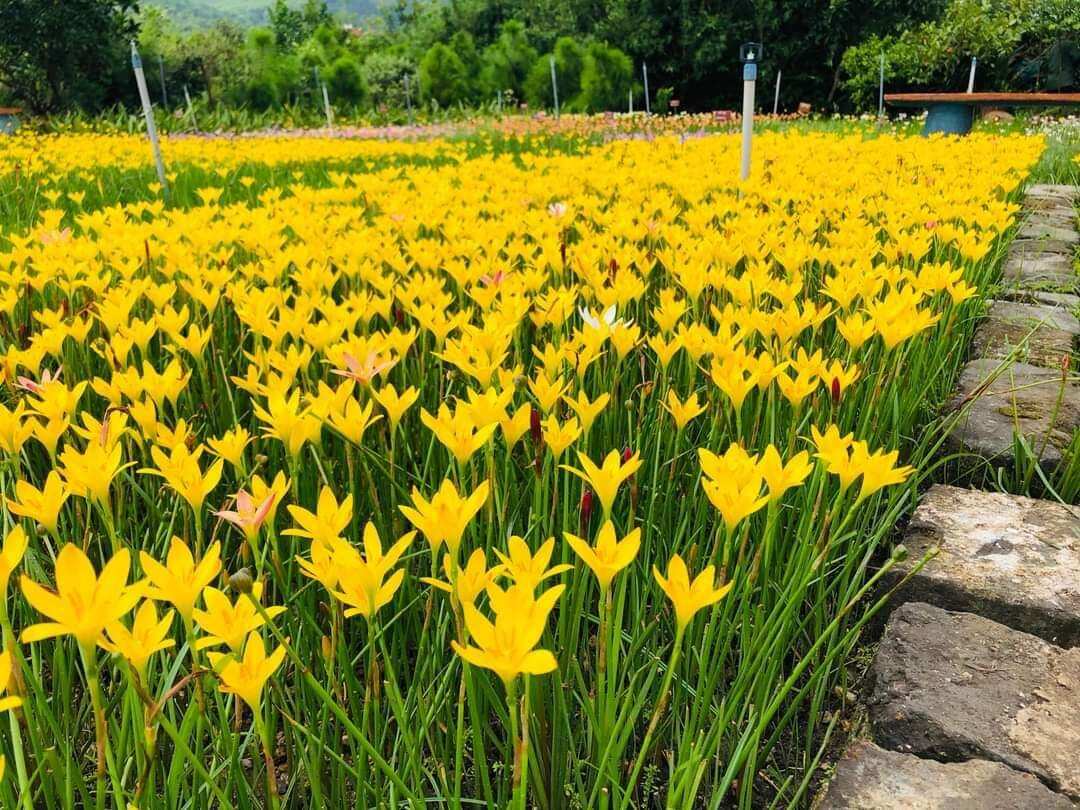 Củ huệ mưa vàng Citrina (củ mẹ to trồng có hoa nhanh)