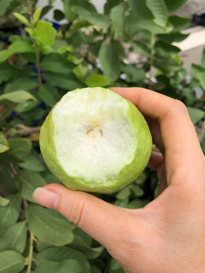 Ổi lê đài loan