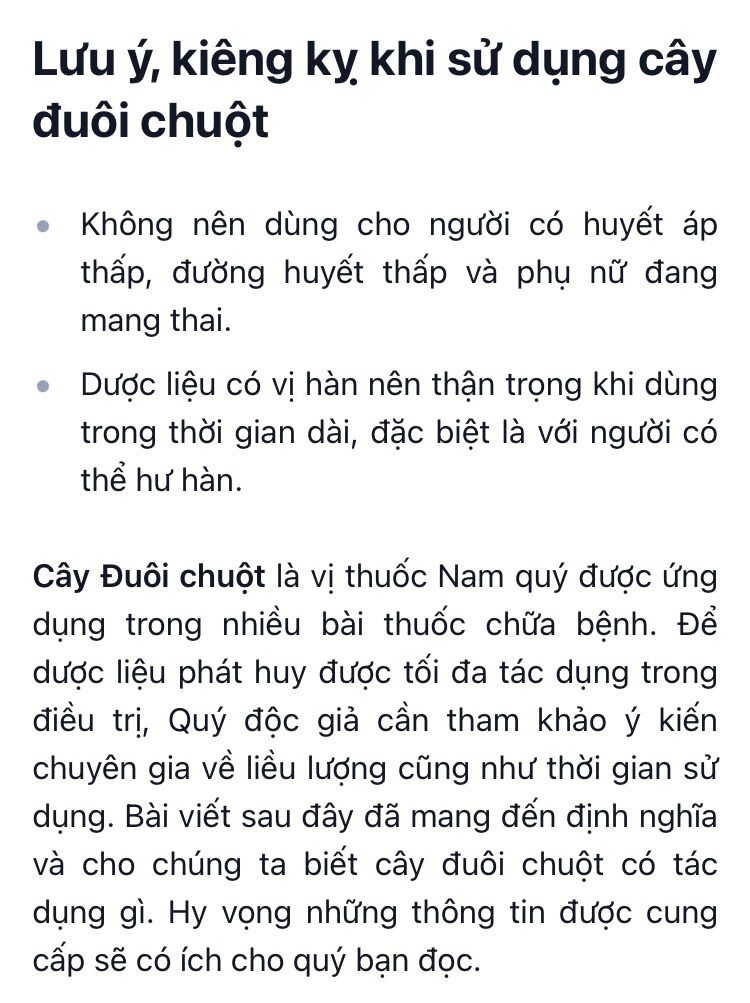Cây đuôi chuột (3 cây)