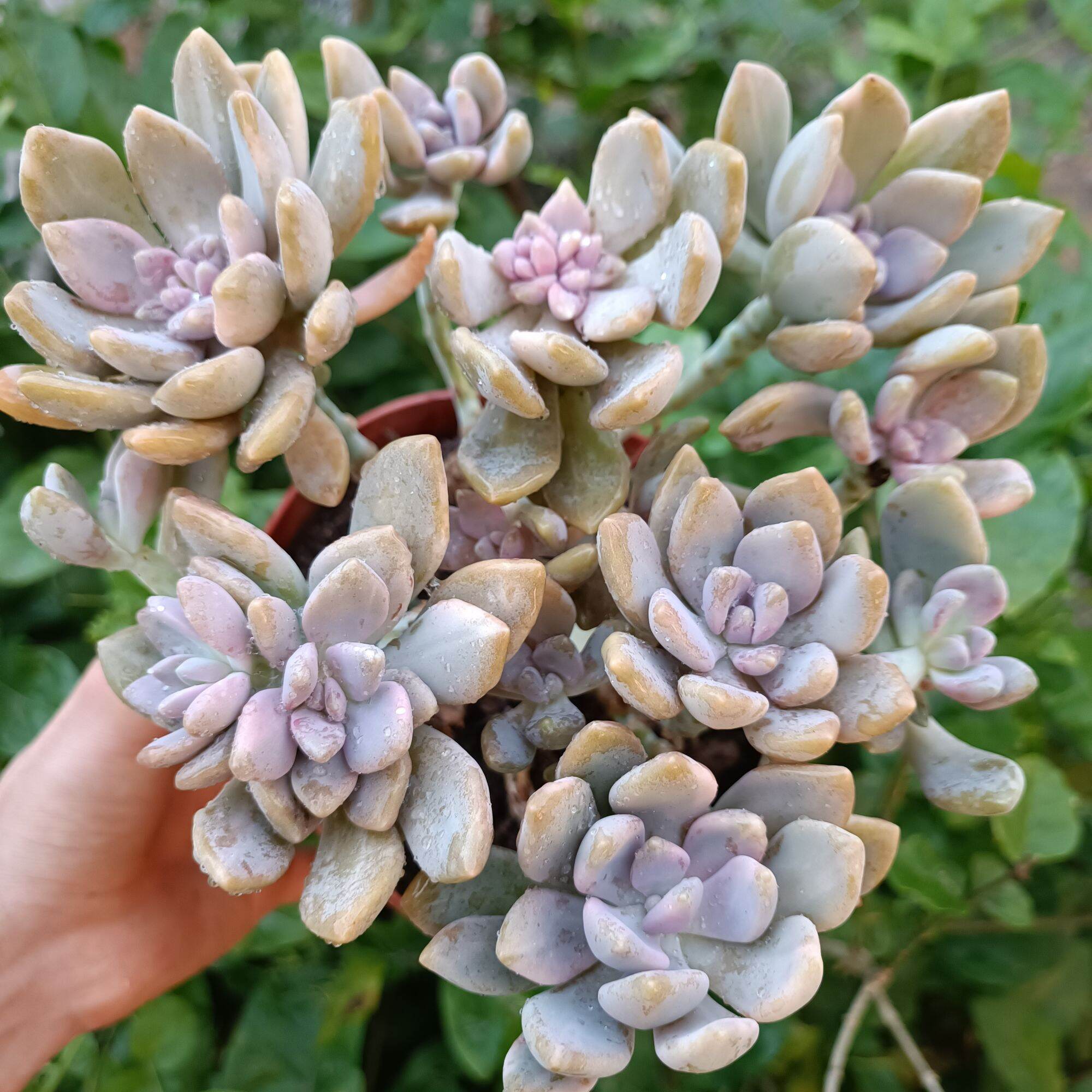 Sale 50%-sen đá tím var thân thụ đẹp.