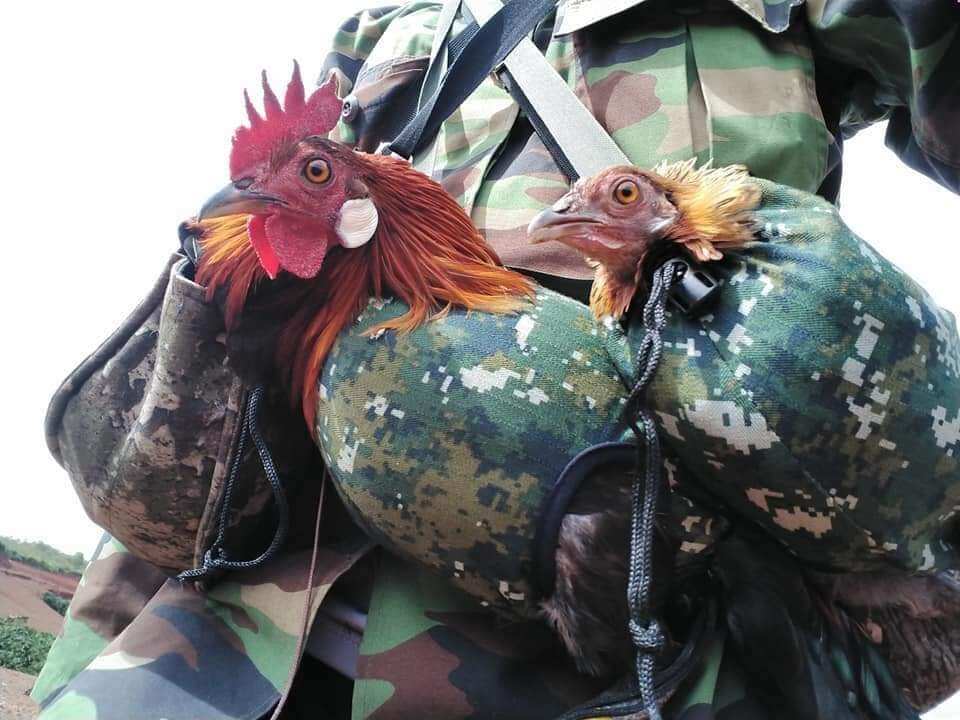 Túi bổi đựng gà