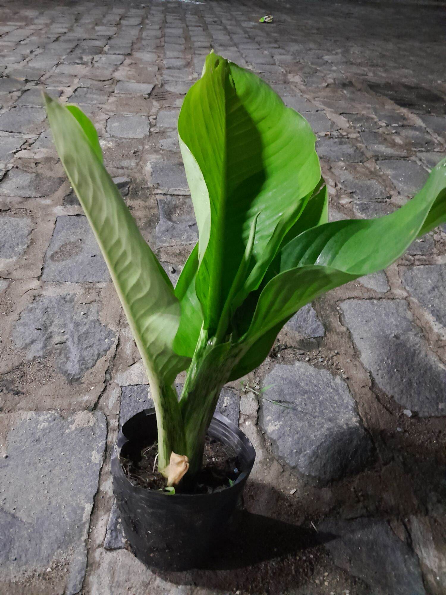 Cây đại phú gia