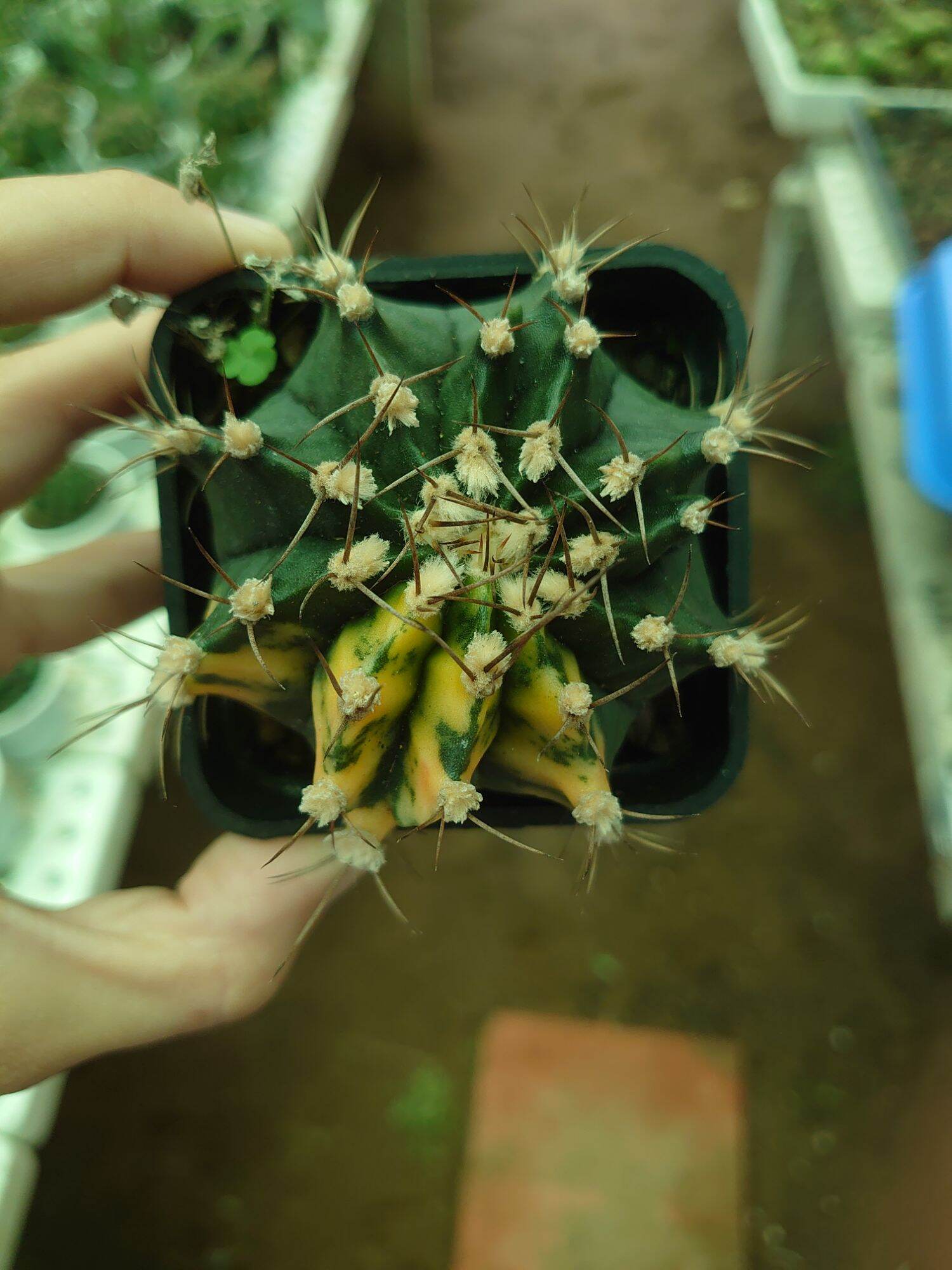 Xương rồng lem chậu 7cm