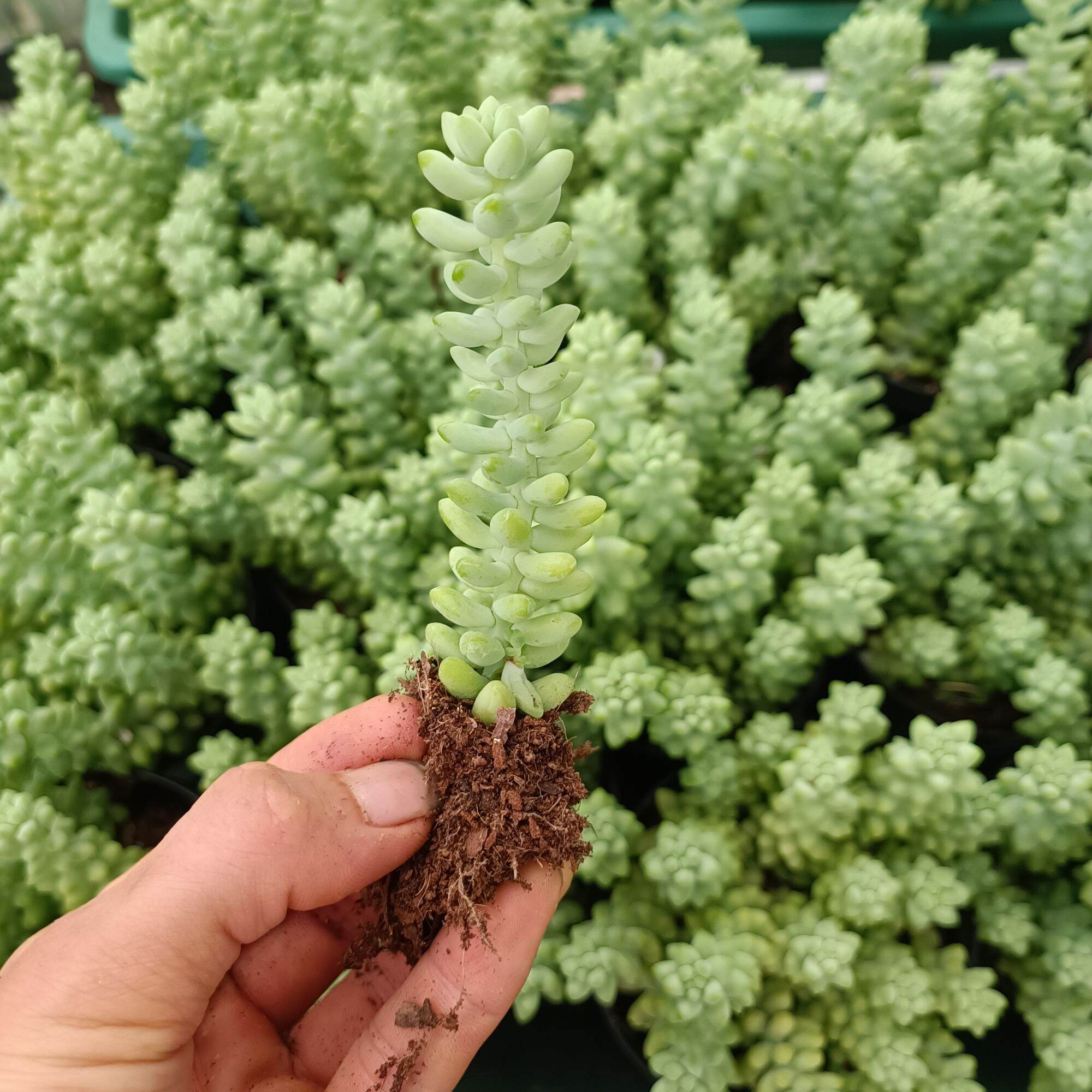 Sale Sen Đá Chuỗi Ngọc 1 Cây.