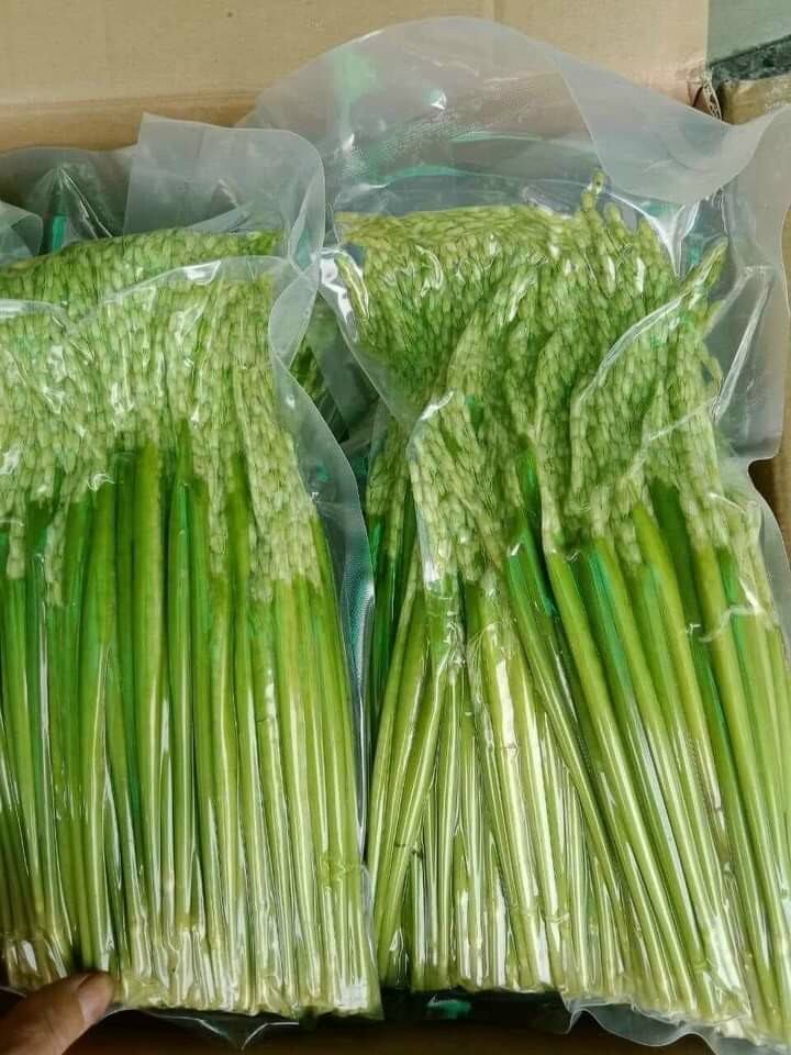 90k/1 kg đòng đòng nếp nương ngâm rượi
